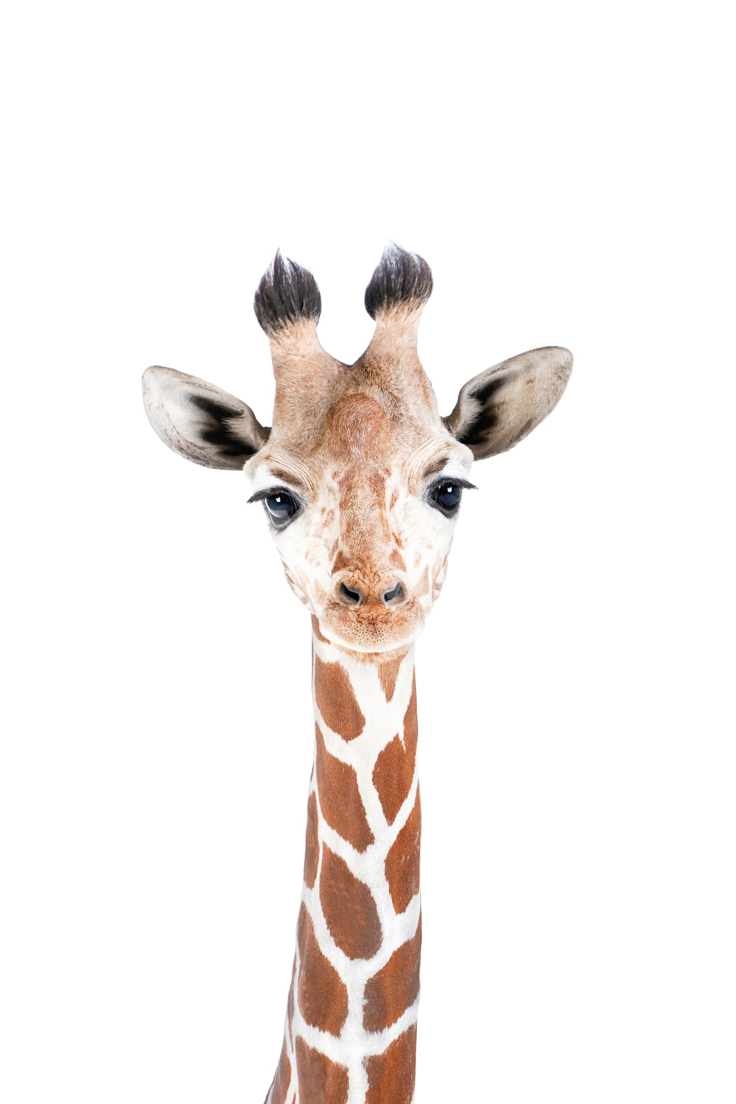 Baby Giraffe Wall Mural