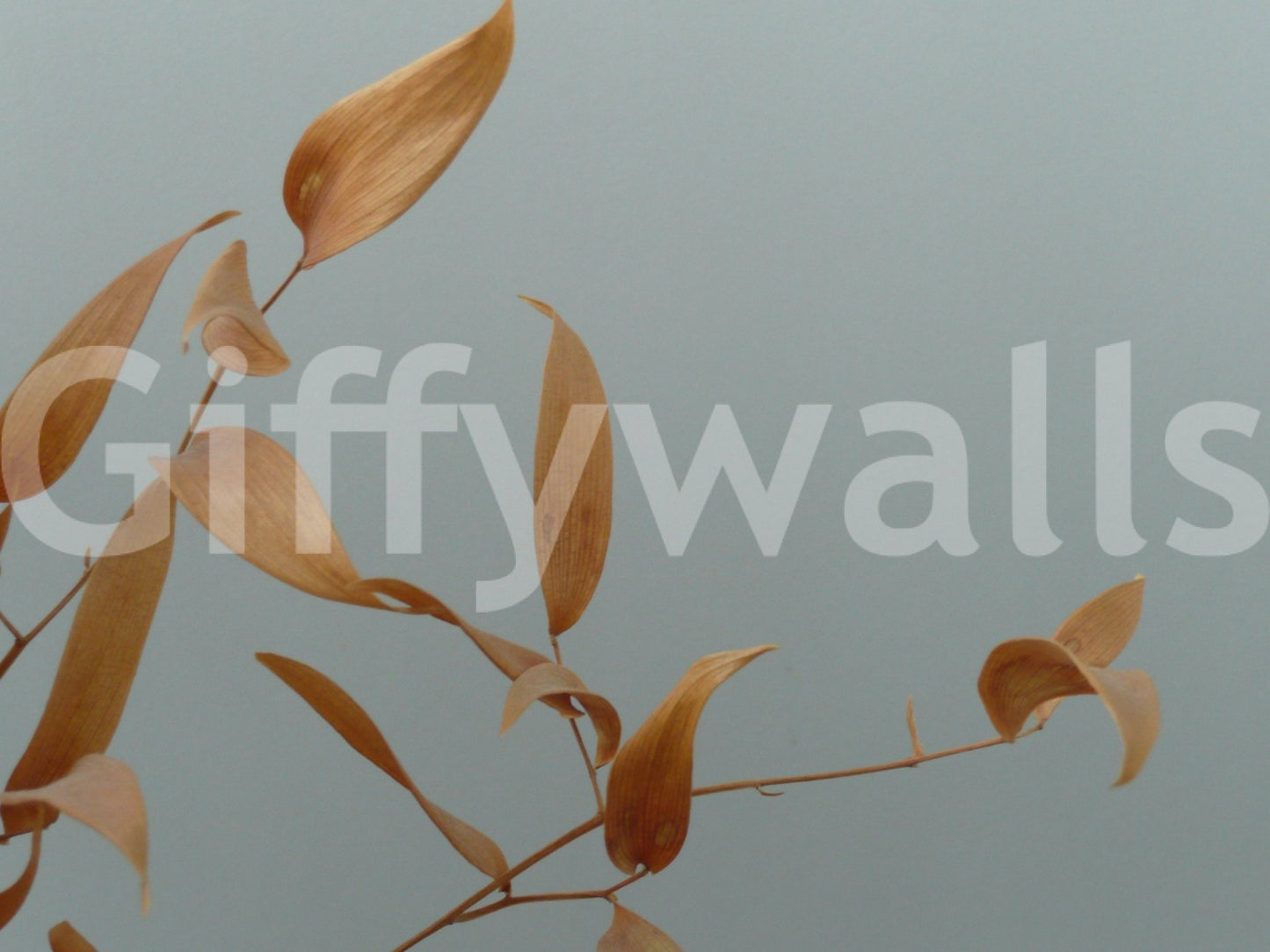 Amber Whispers Wall Mural