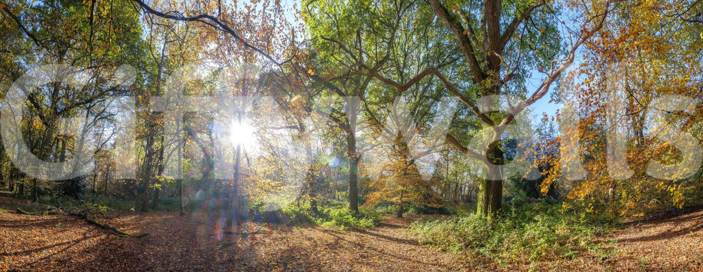 Tree canopy autumn light wallpaper