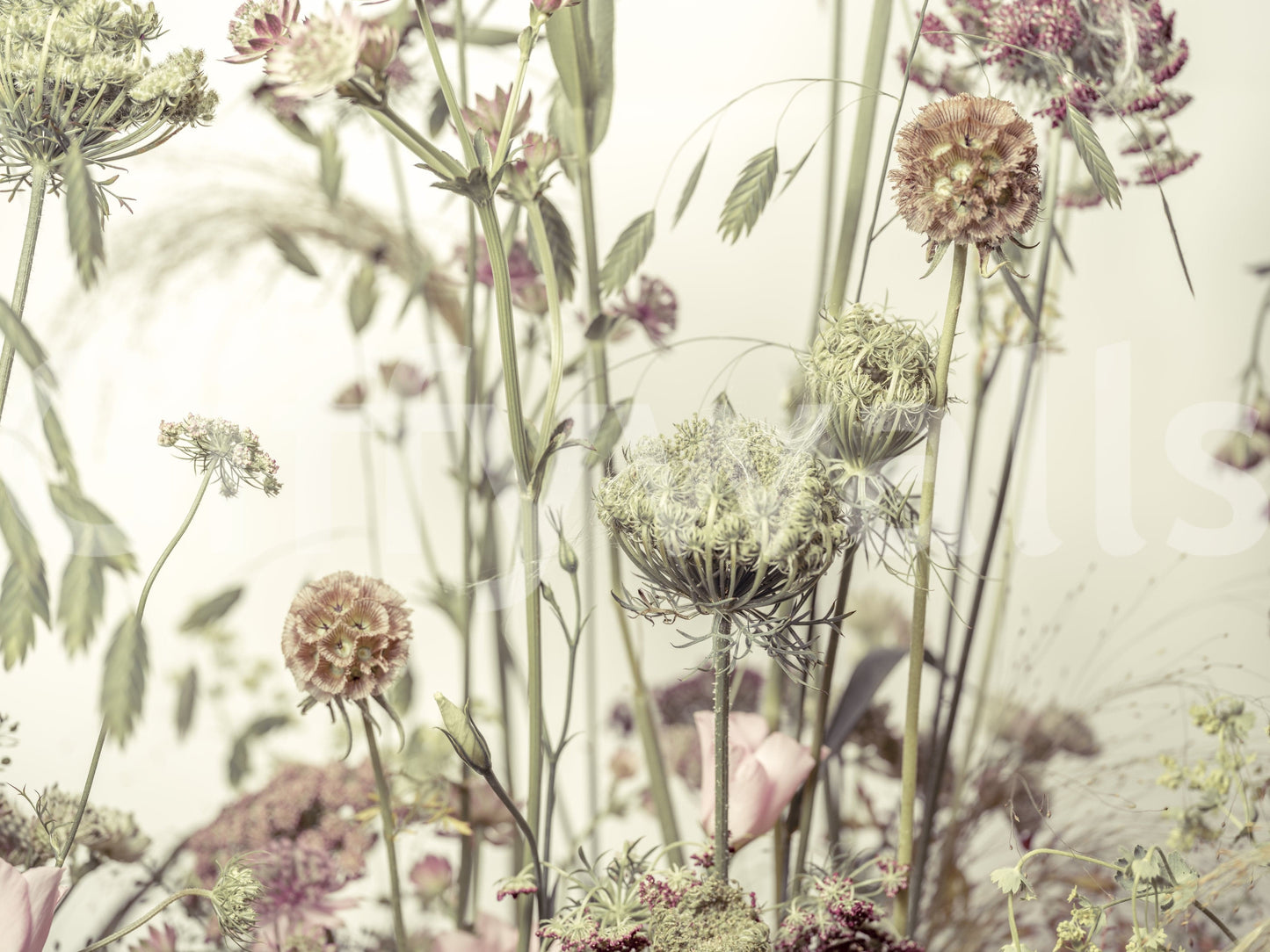 A high-quality serene field wall mural for walls.