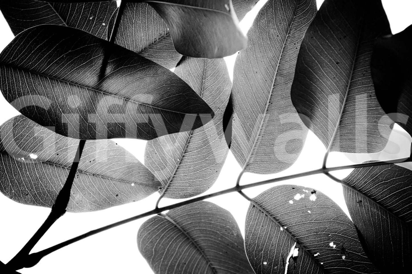 A high-quality serene tree wall mural for walls.