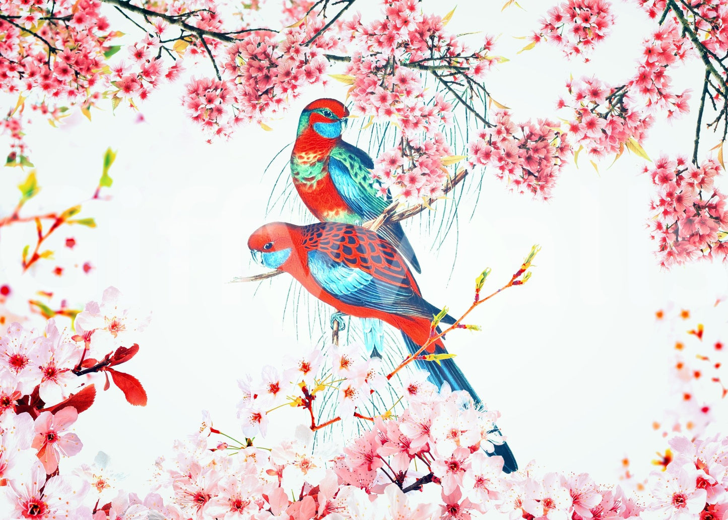 Blossom Birds wallpaper mural shown as a full-wall mural of red and blue parrots framed by pink cherry blossoms