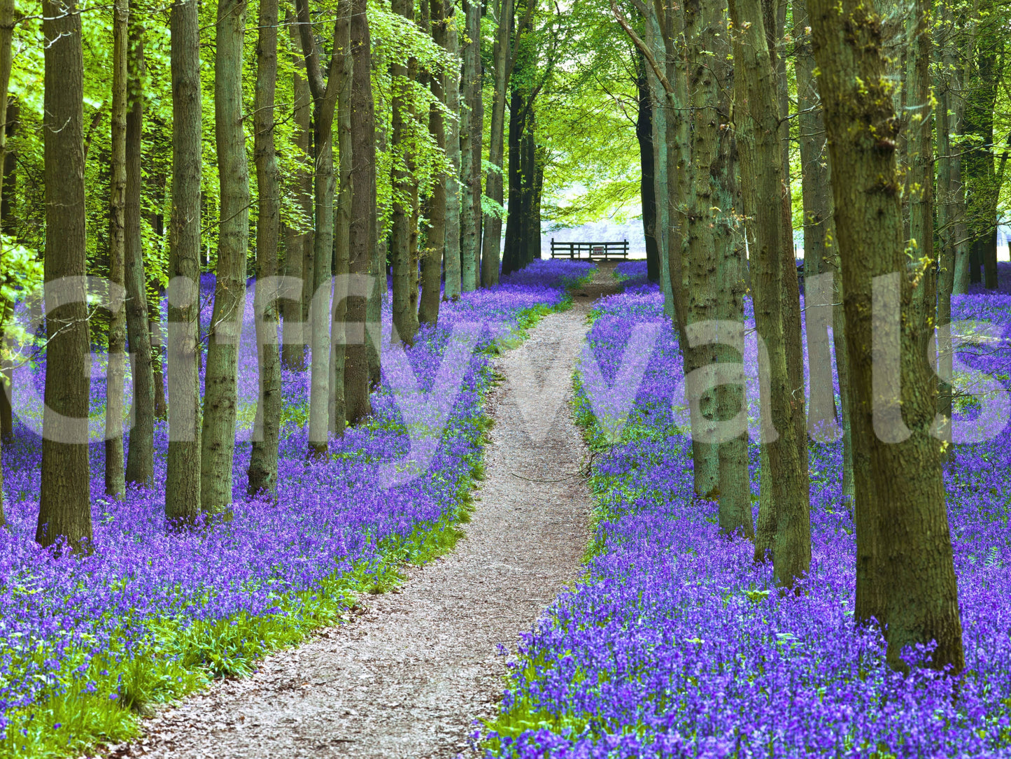 Peaceful forest wallpaper with a meandering path framed by dense clusters of bluebells.