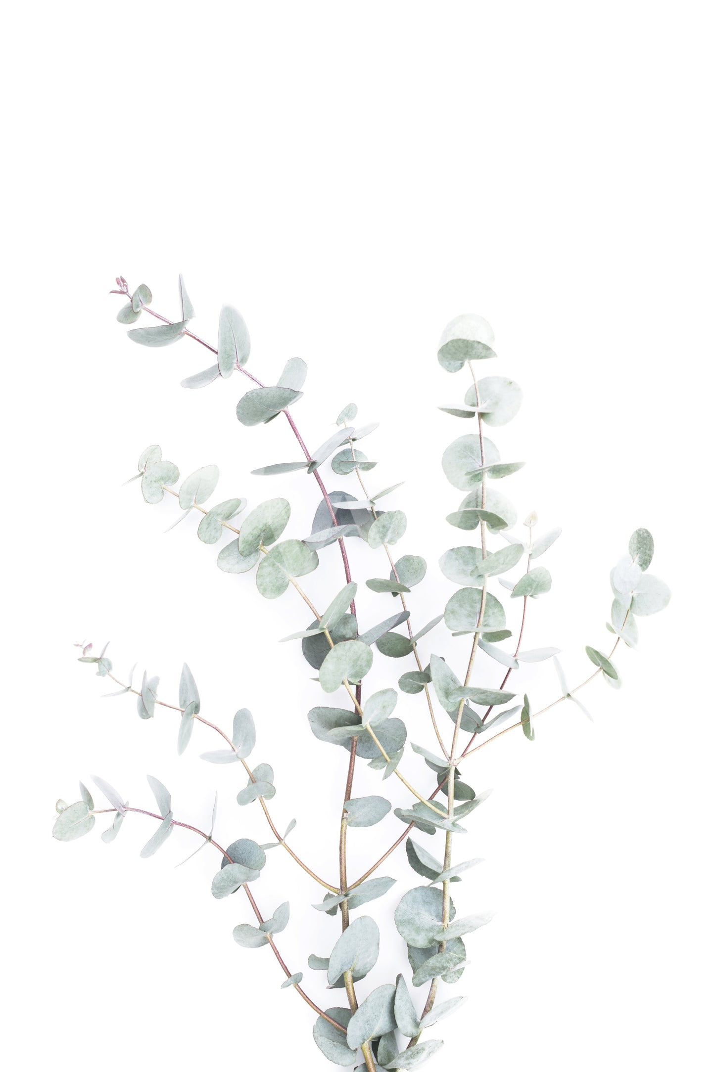 Organic wallpaper with soft stem and leaf design