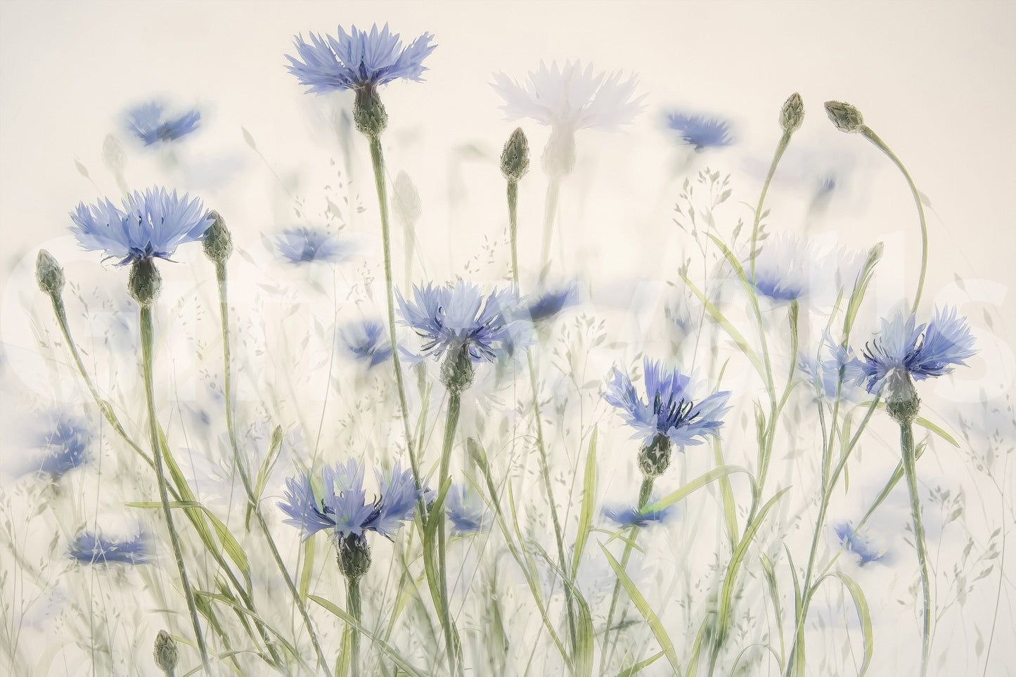 A high-quality serene flower wall mural for walls.