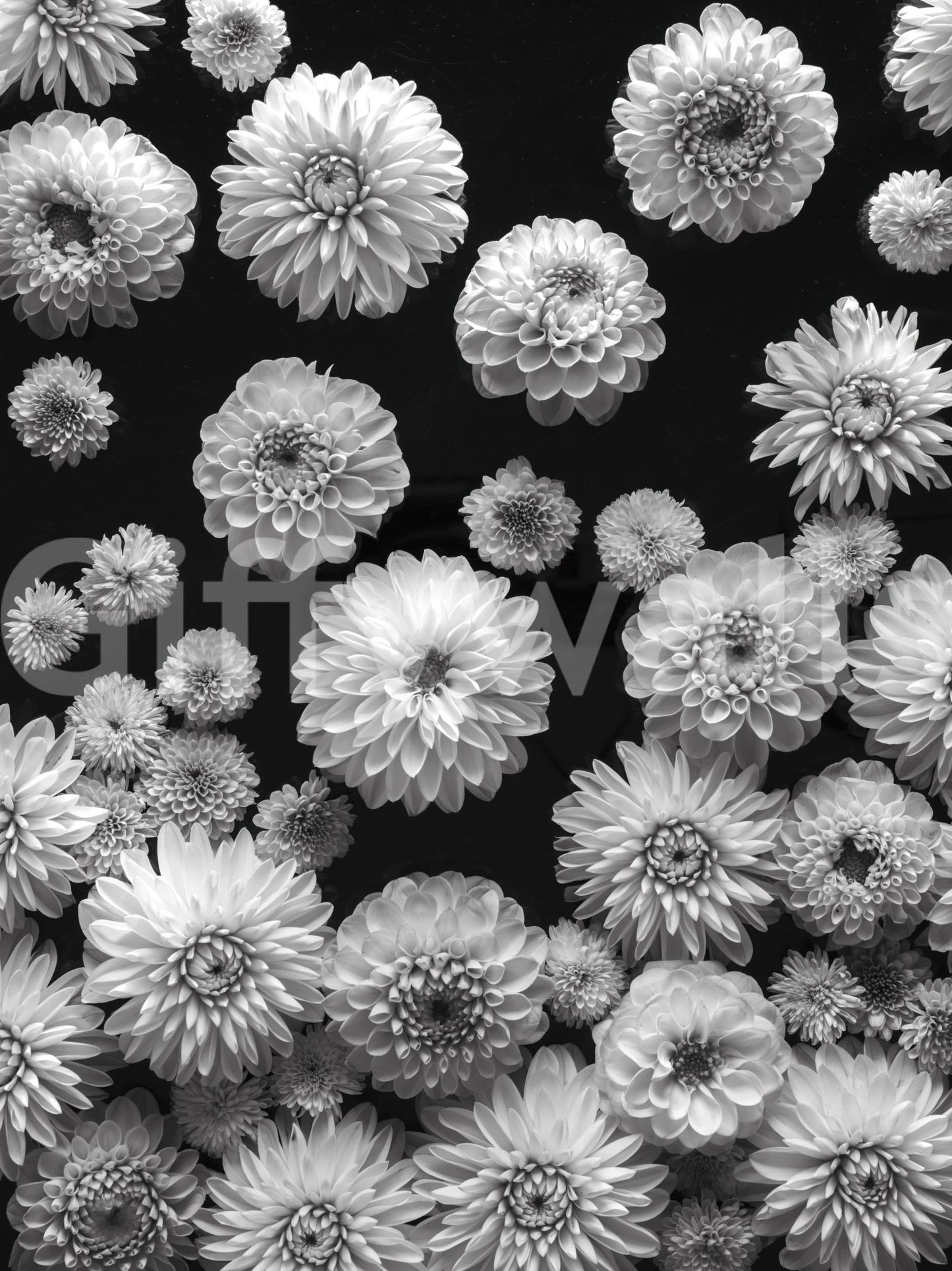 Grayscale Dahlia Dreamscape mural detailed botanic image.