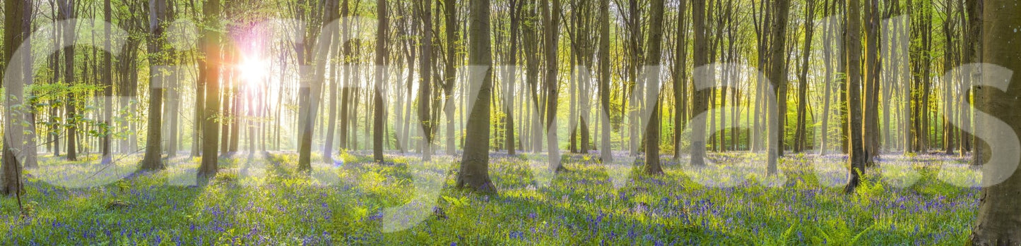 Romantic woodland flower mural