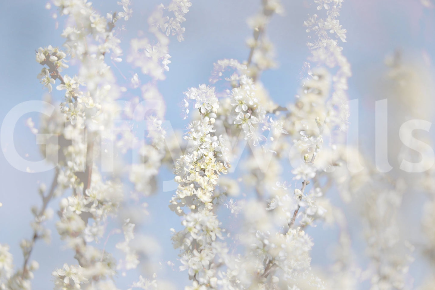 Ethereal Blossom Photography soft white floral wall mural close-up showing white blossom branches against a pale blue sky