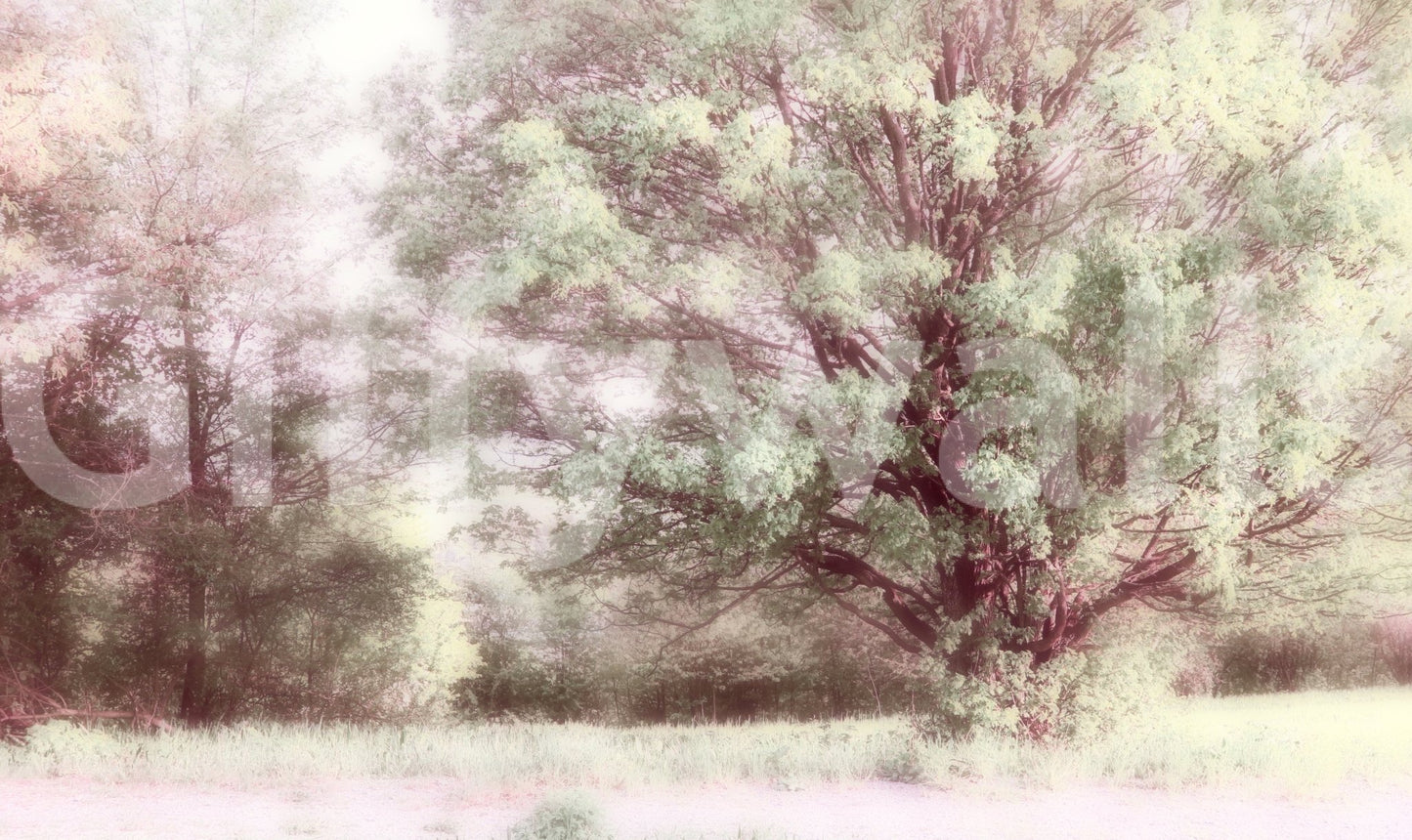 Tranquil forest view wall mural