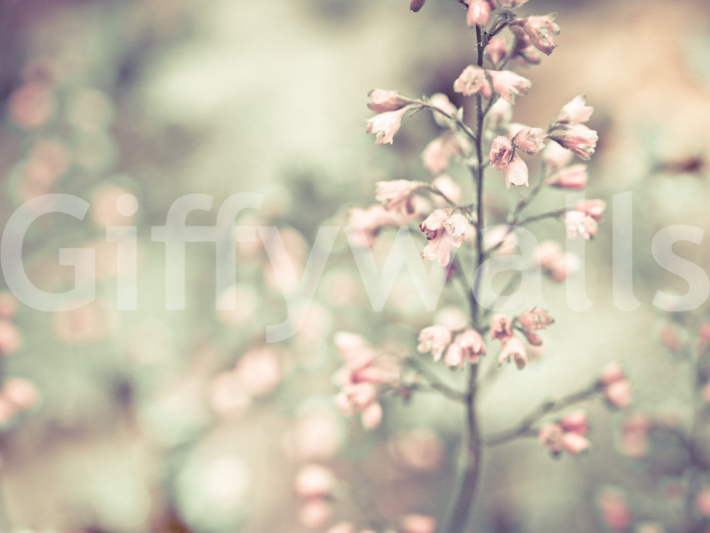 Flowering Heuchera Wall Mural