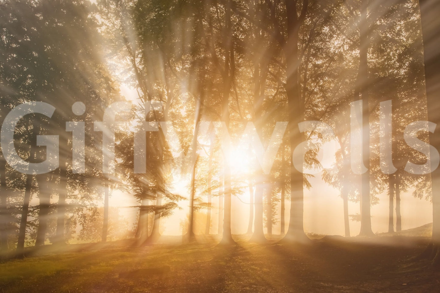 Heavenly ethereal light Golden Rays Through Trees decorative wallpaper.