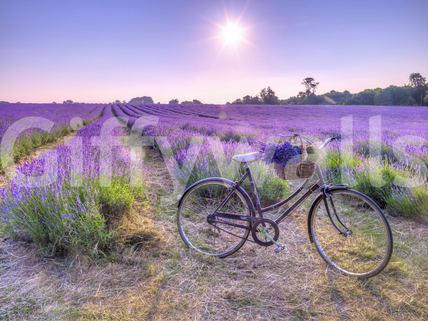 Soft light Lavender Ride field covering, ethereal purple meadow wall mural.