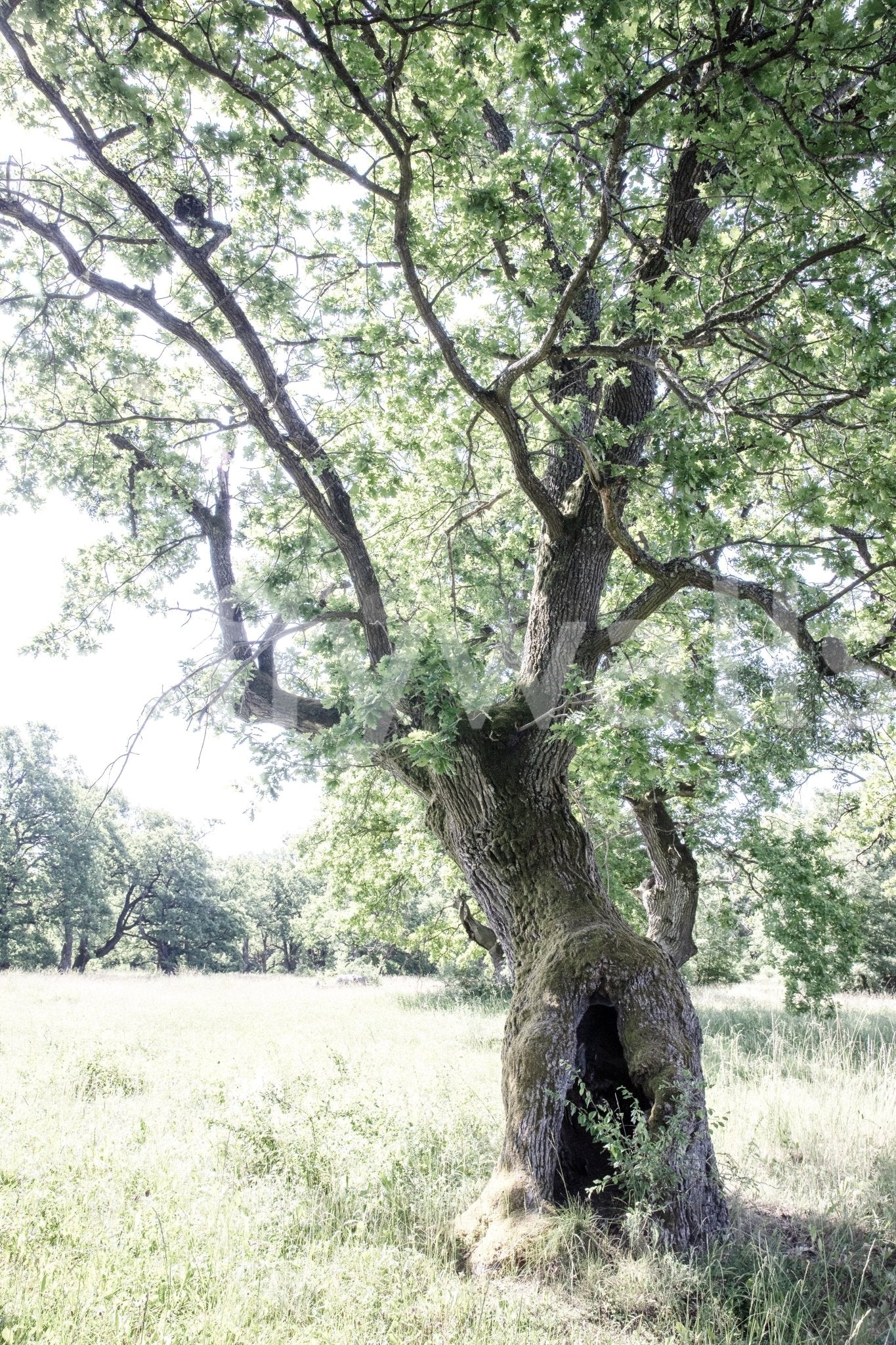 Rustic decor wall mural