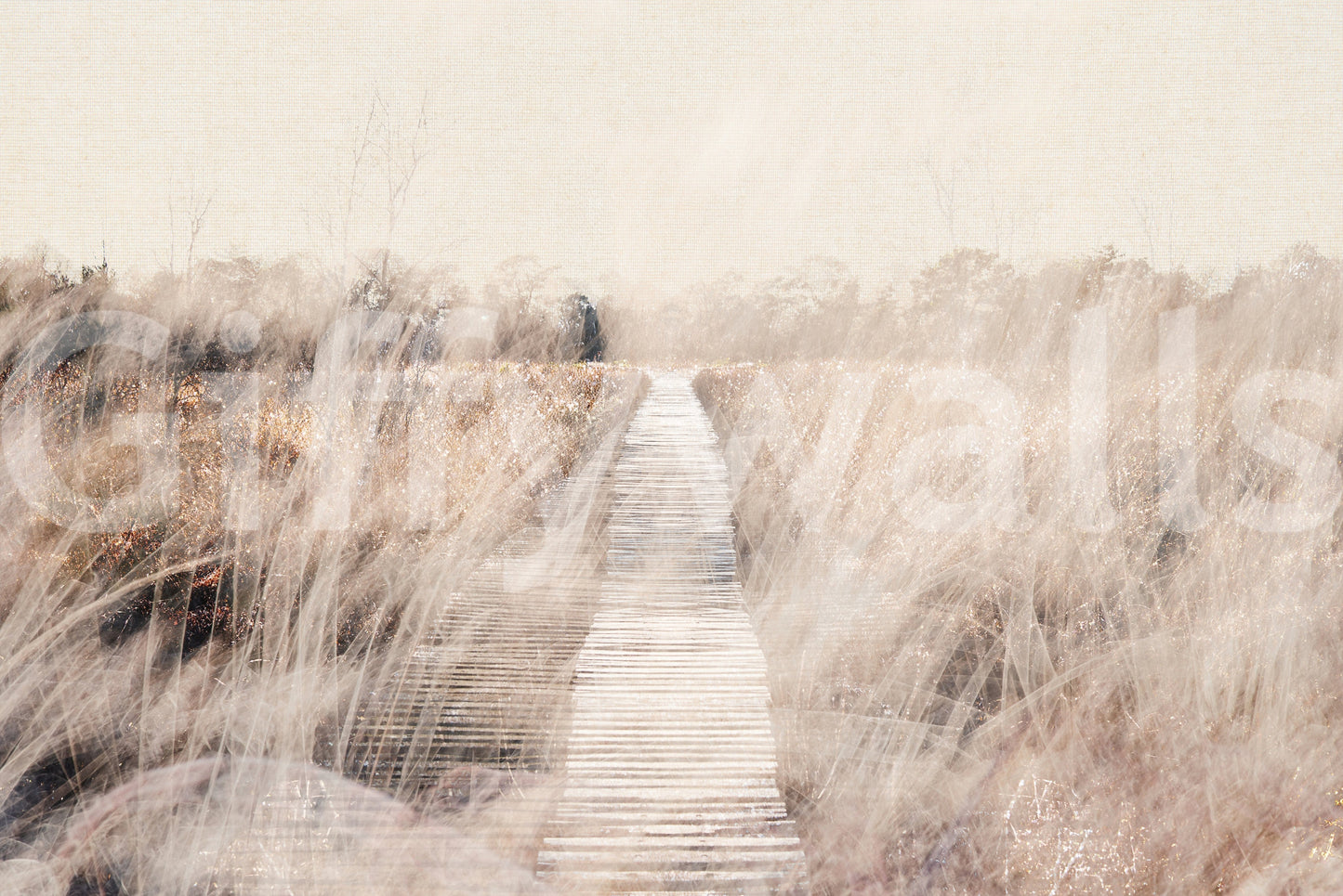 Whispers of the Marsh Path Wall Mural -2679770