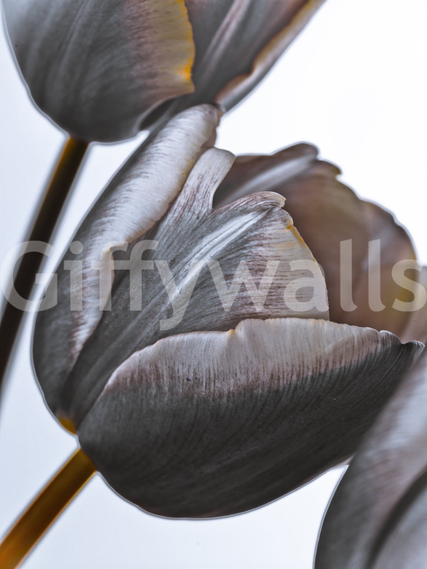 Miracle Tulips wall mural shown full-wall of dusky grey-mauve tulip blooms with amber edges on a pale background