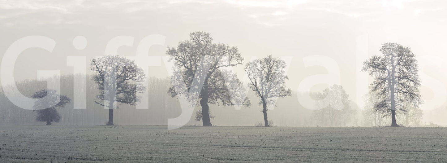 Wall mural of open field and trees in morning haze