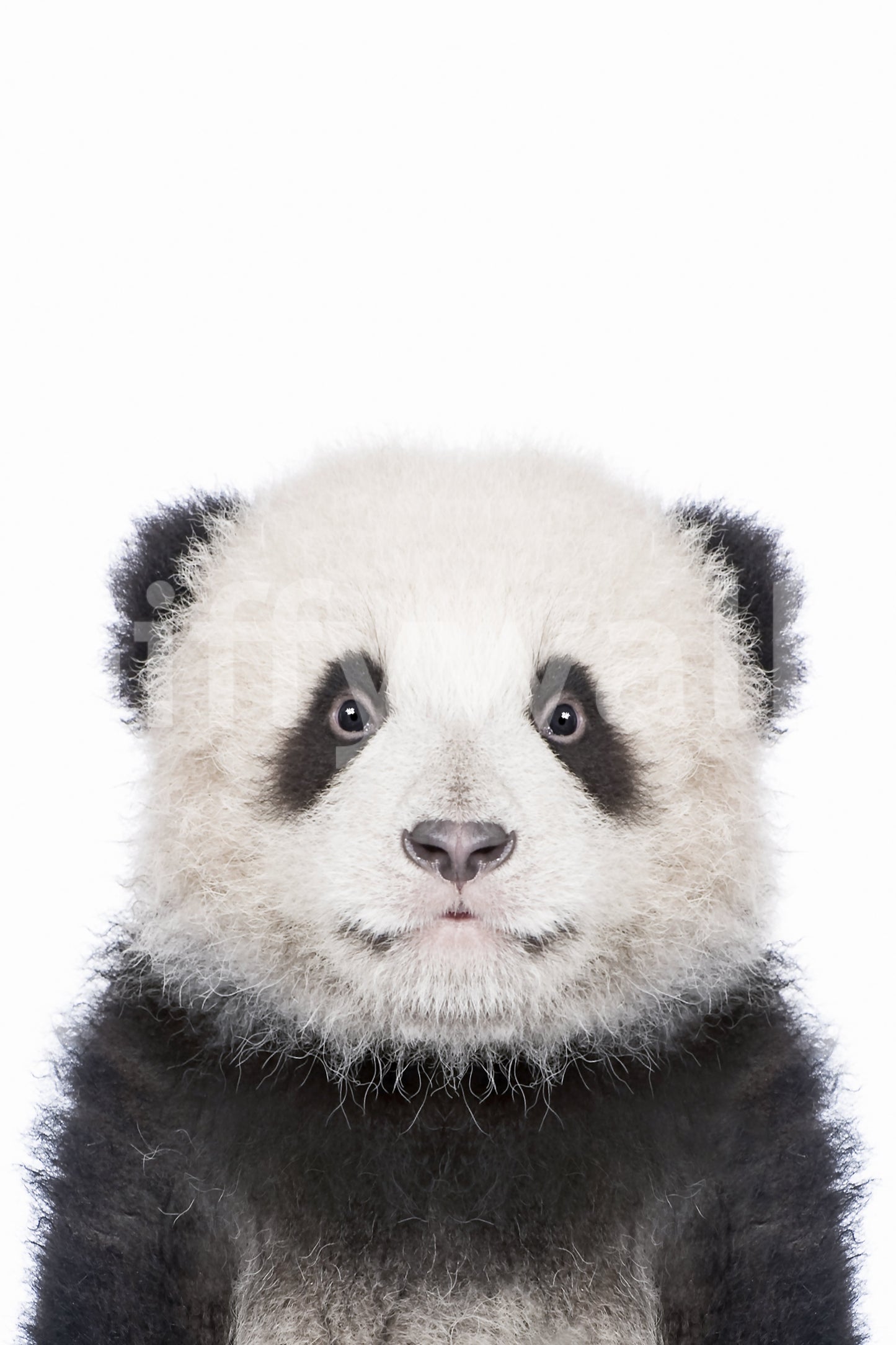 Peaceful panda wall mural for cozy interiors