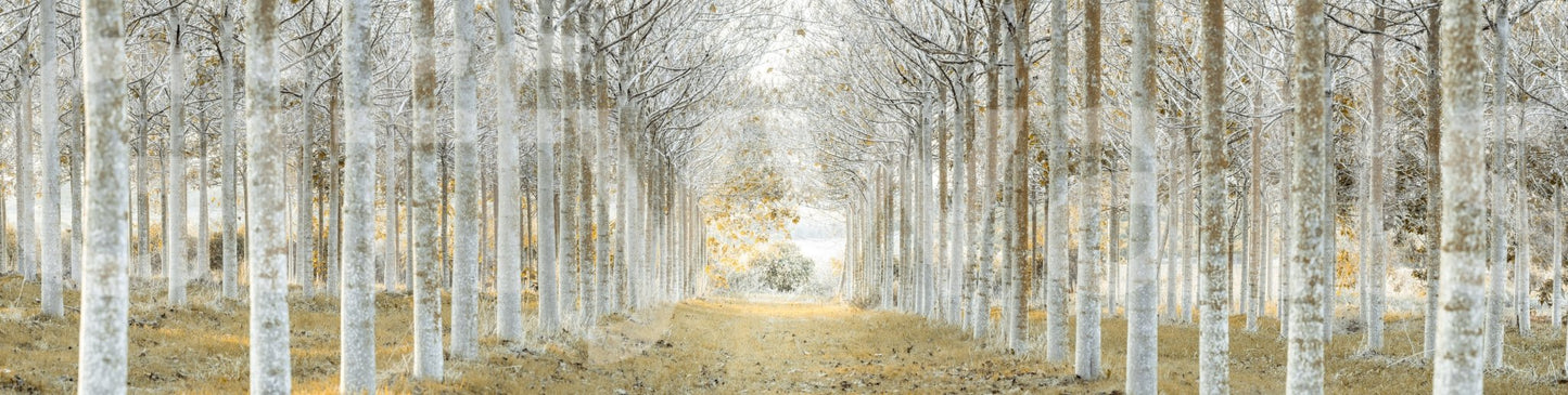 Orderly forest wallpaper mural