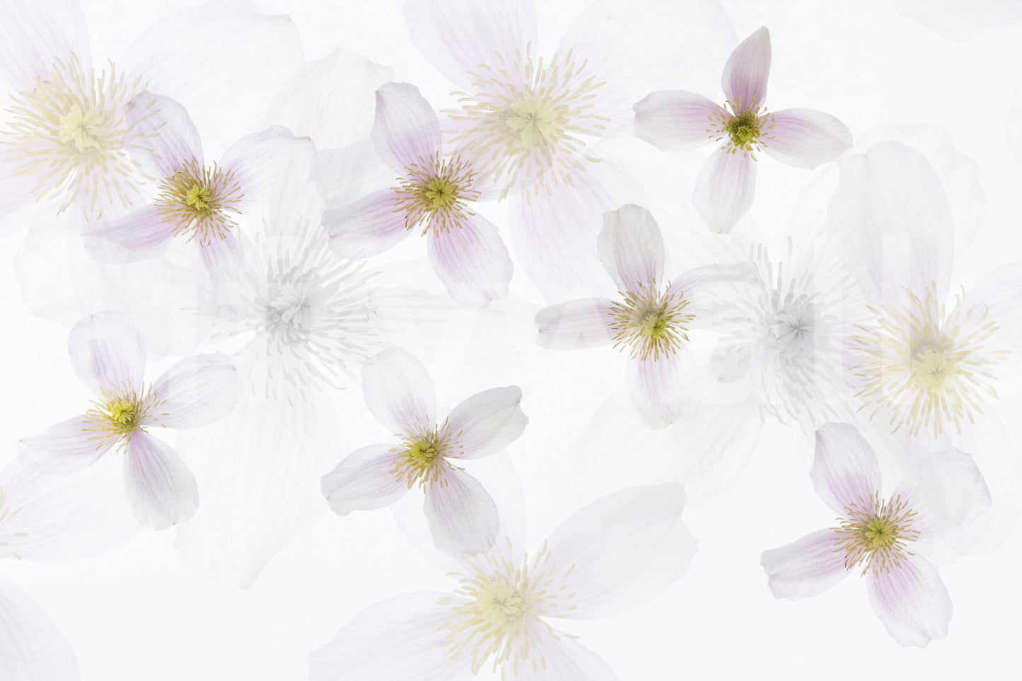 A calming floral design wallpaper mural that defines a space.