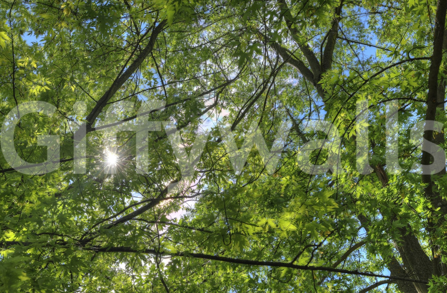 Focus on leaves and branches against light.