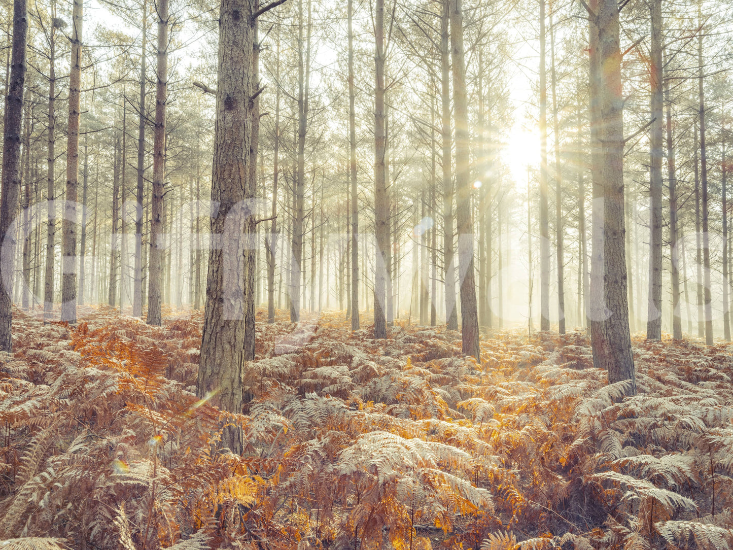 Professional office wall decor featuring forest photography and morning light.