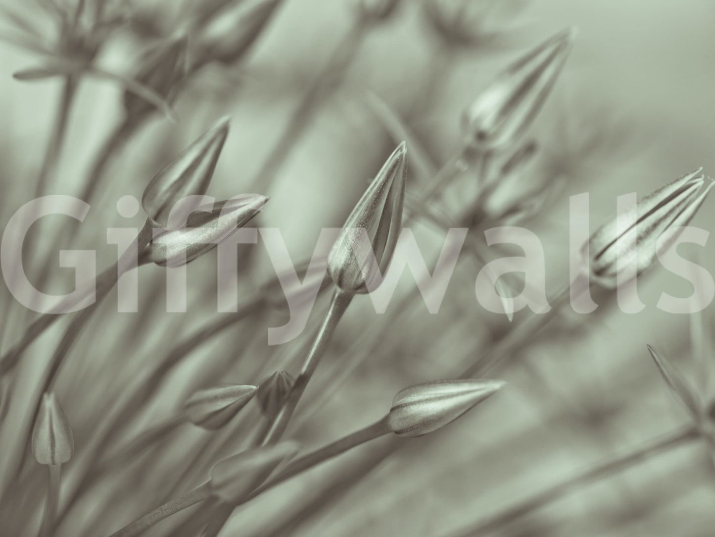 Close up view of delicate green allium plant petals