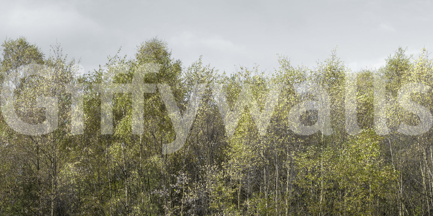 Birch Grove classic wallpaper