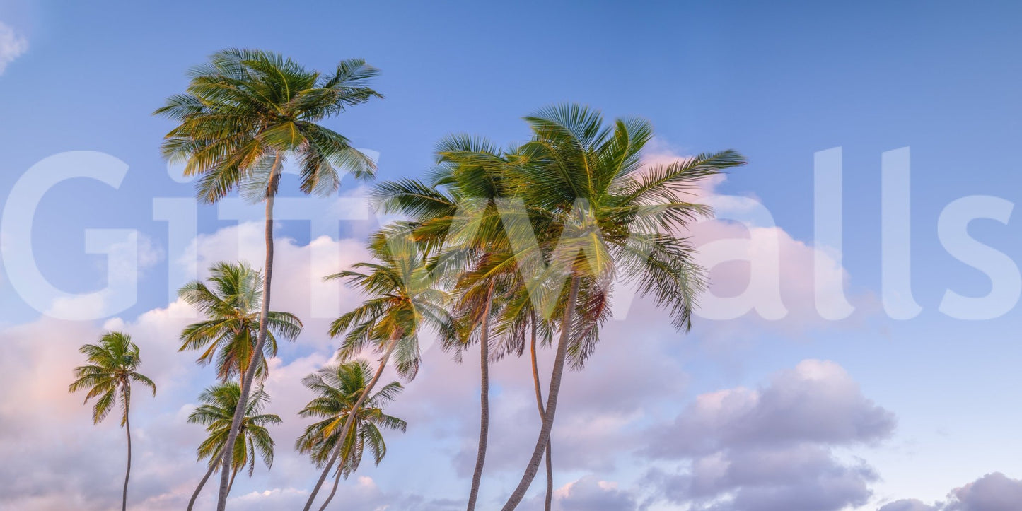 Calm tropical sky palm wallpaper for relaxed reading room wall decor
