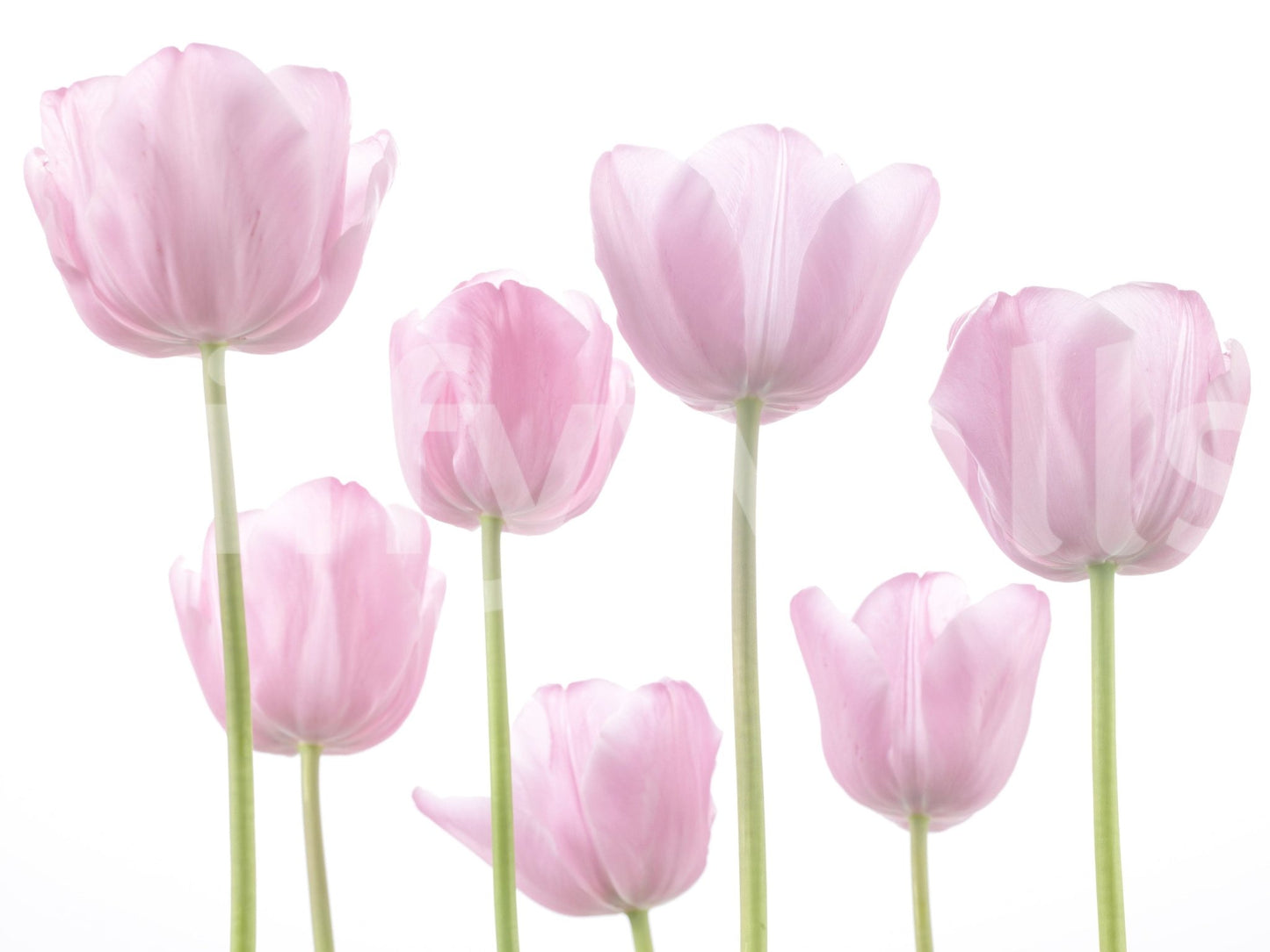 Romantic Bulbs flower garden wall mural sweet decoration.