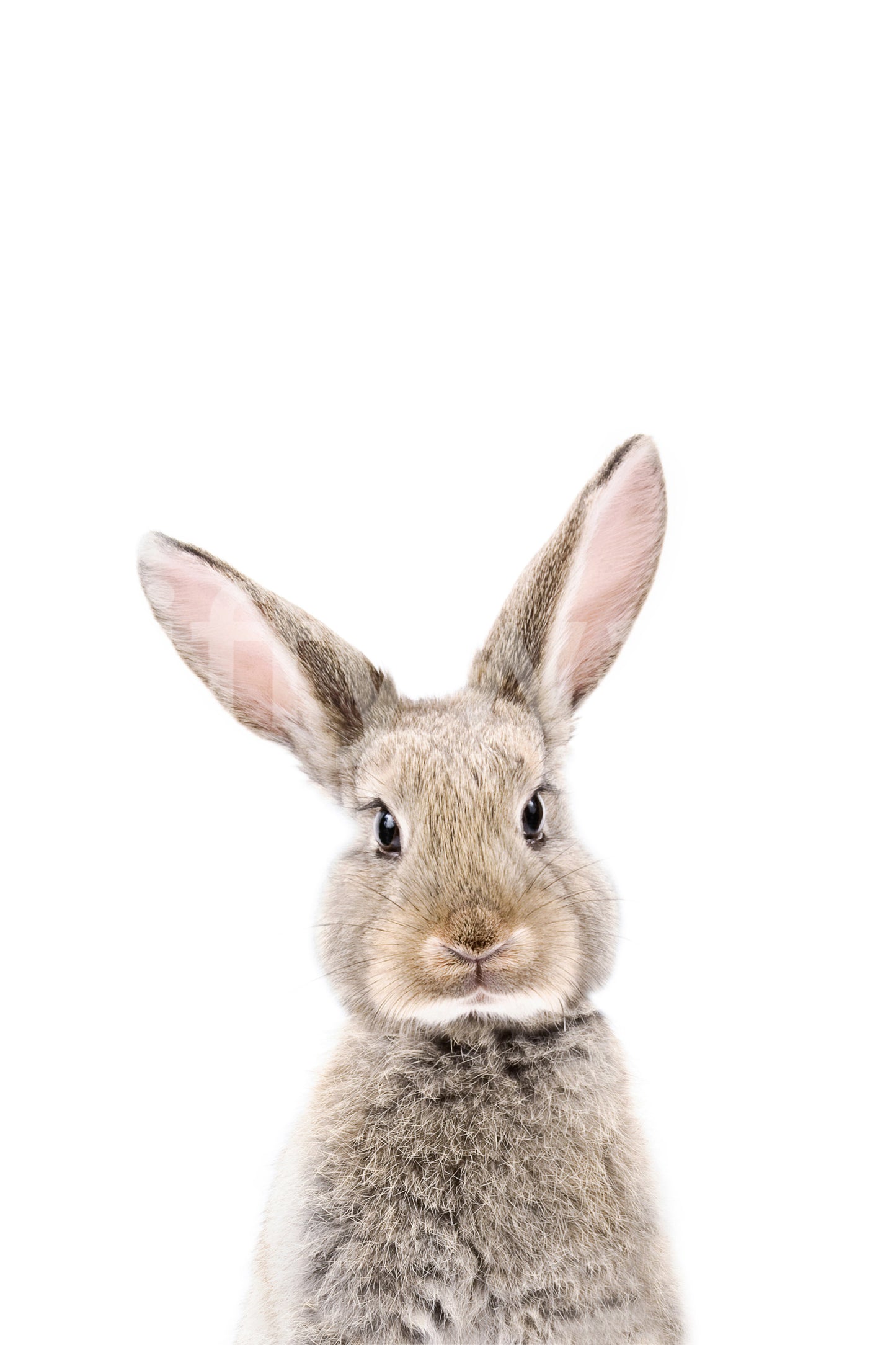 Charming baby bunny mural for children's bedroom