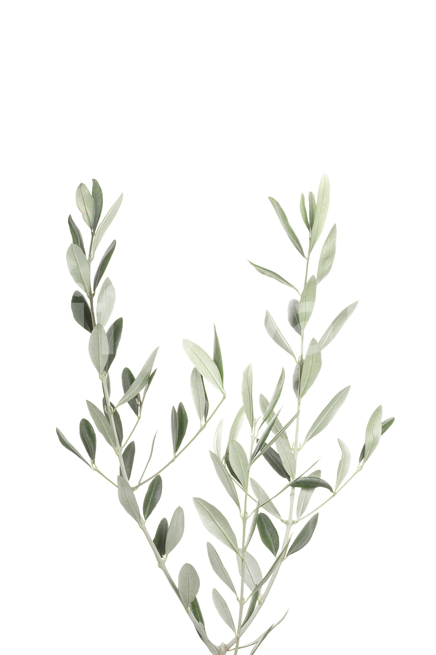 Botanical III mural wallpaper bringing greenery into your room.