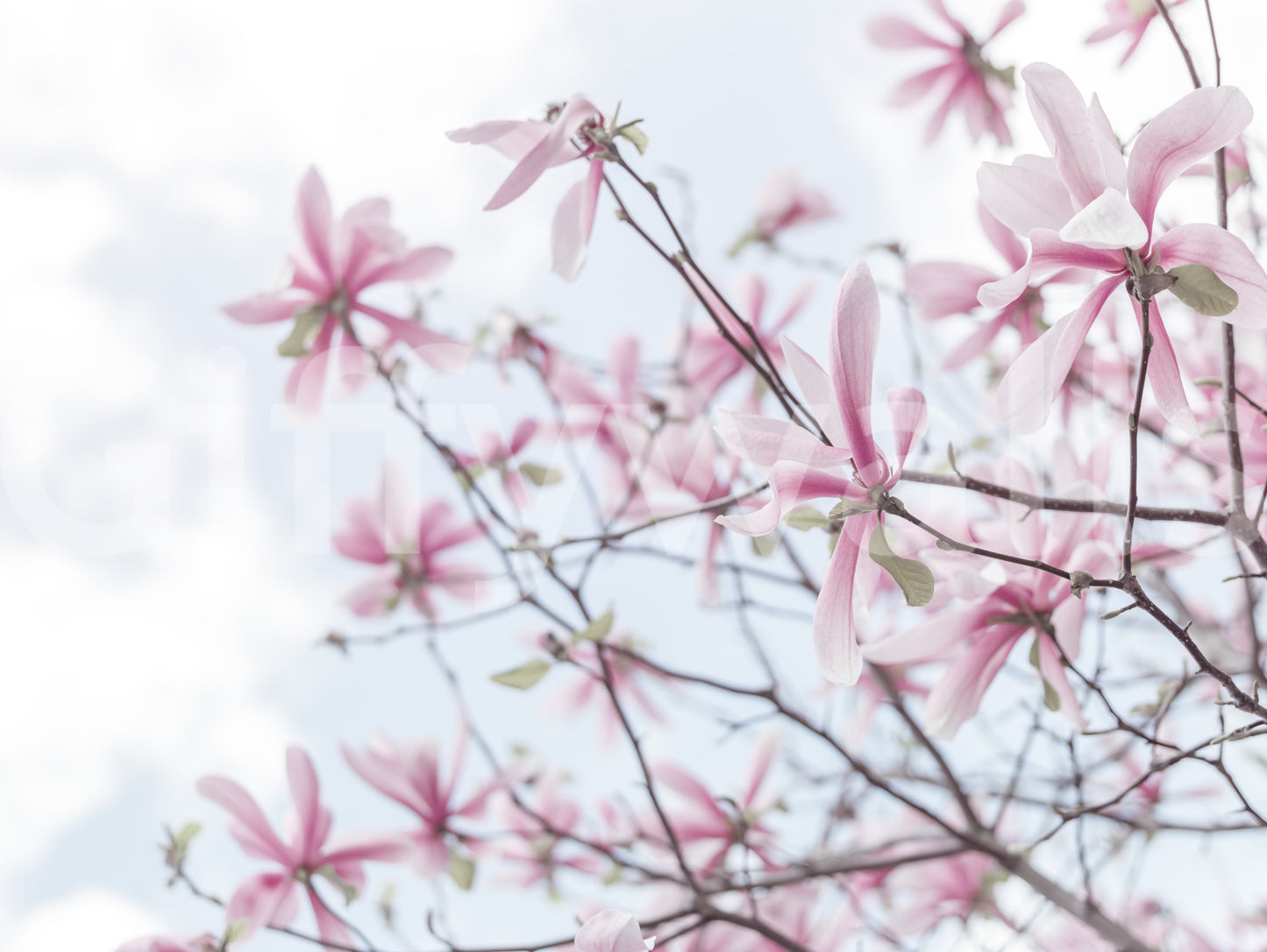 Peaceful magnolia wall mural for nature-inspired rooms