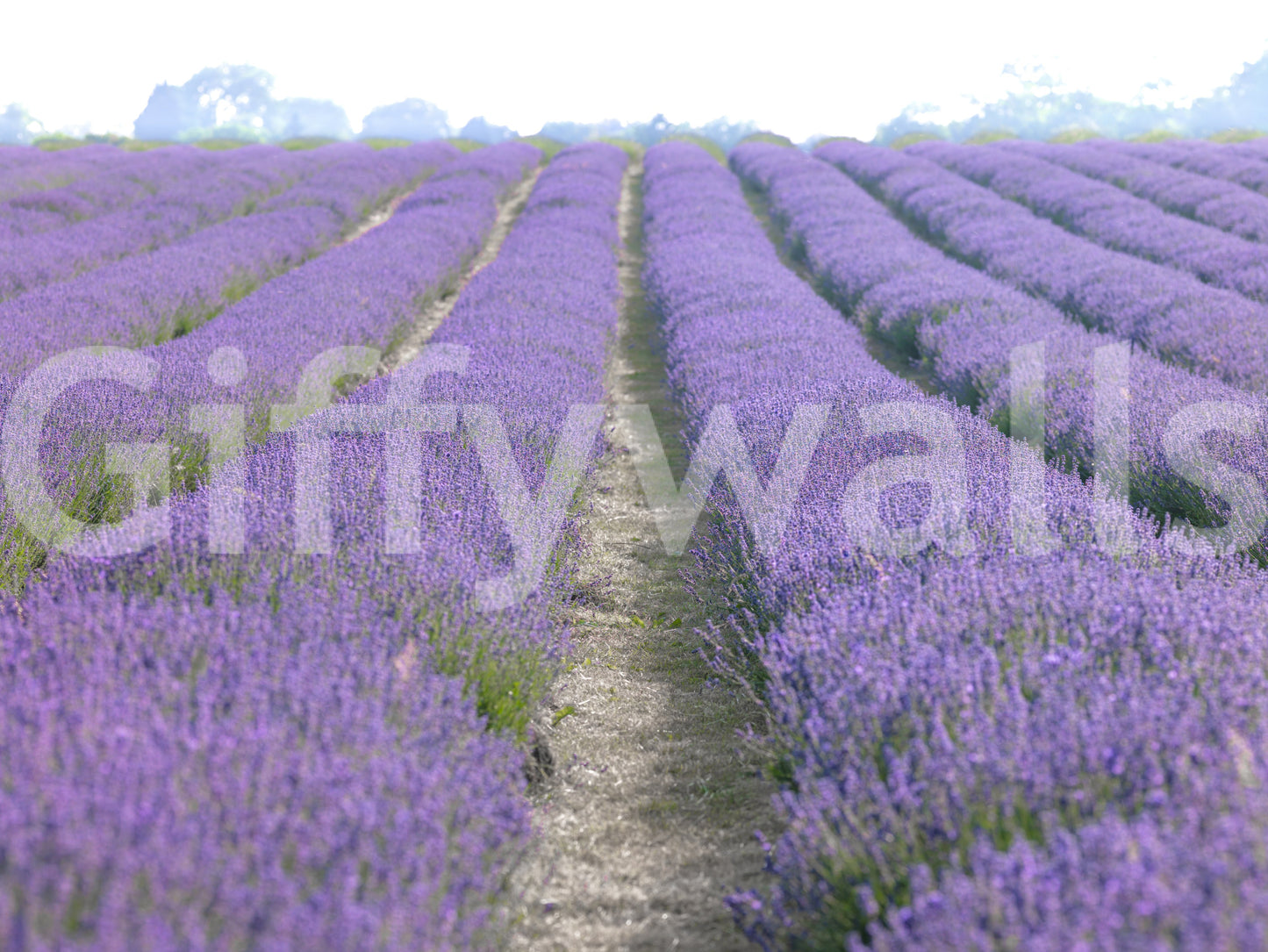Subtle lavender colors creating an elegant, peaceful room vibe