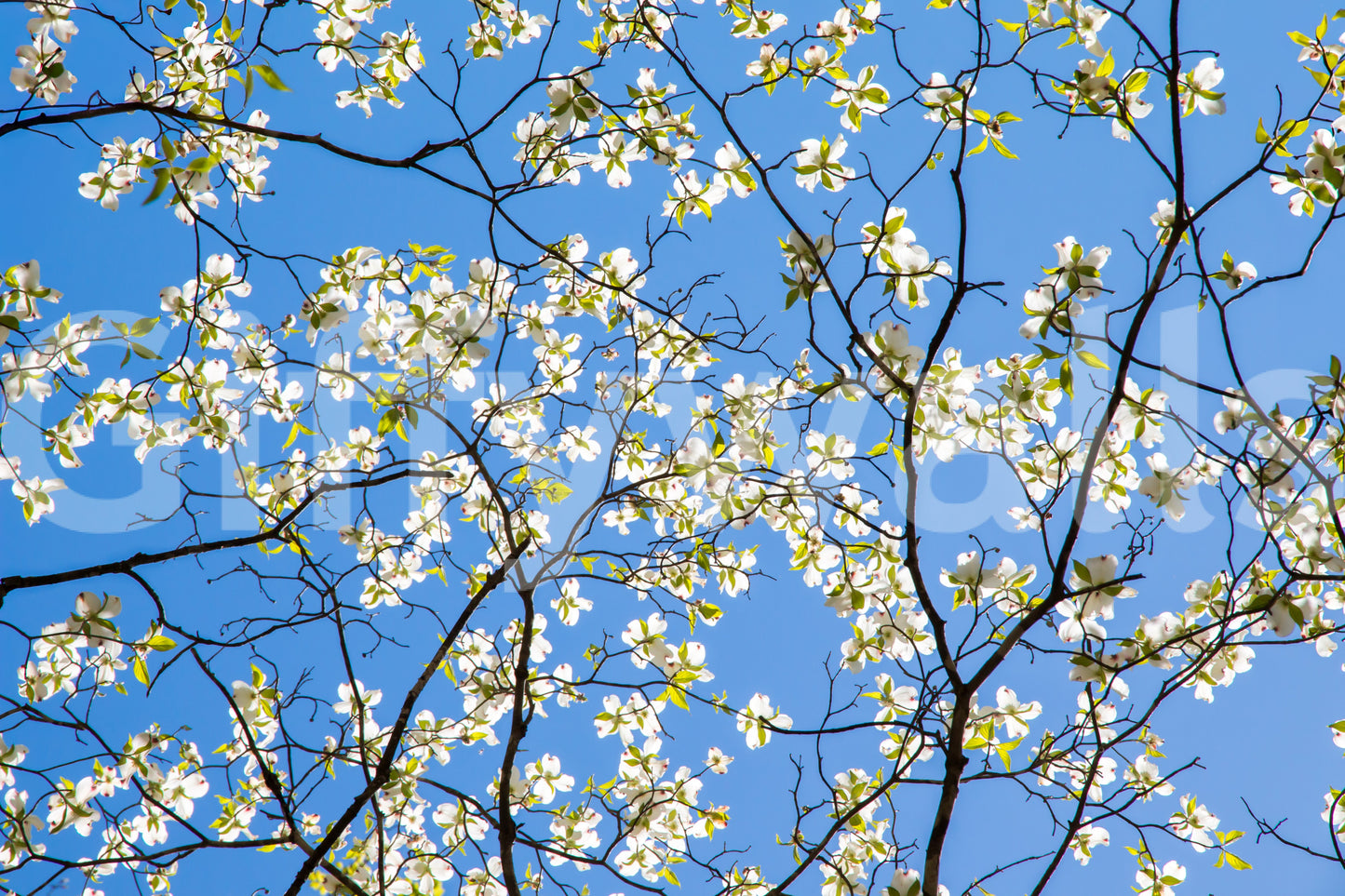 Wallpaper mural with spring bloom scene
