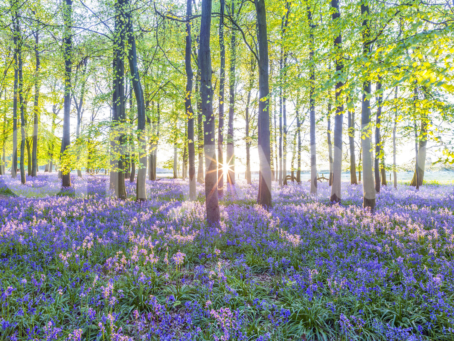 Ideal for nature lovers and peaceful interiors