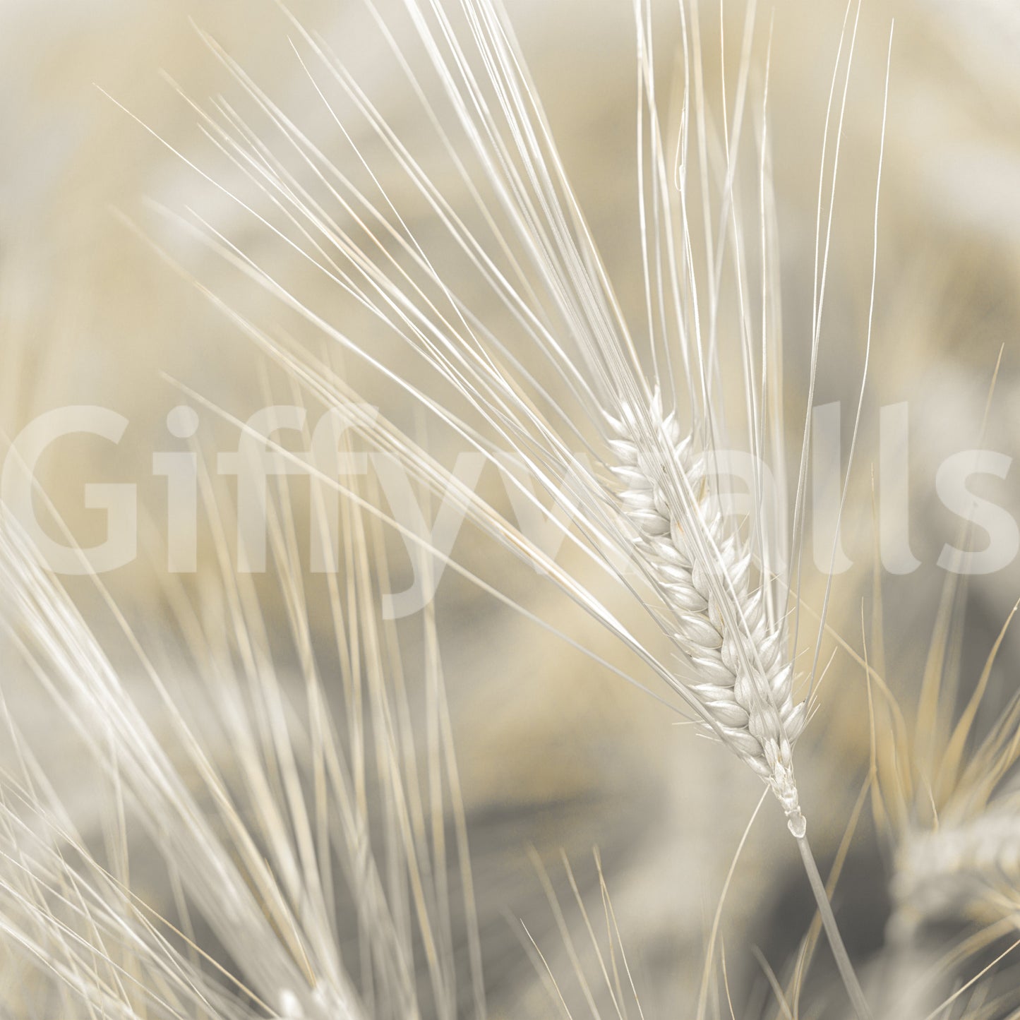Organic wheat design mural adding warmth to your home