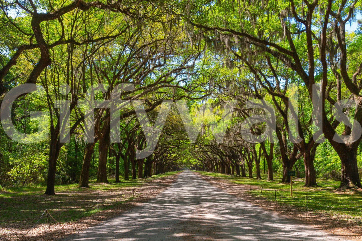 Tree tunnel wallpaper for interiors
