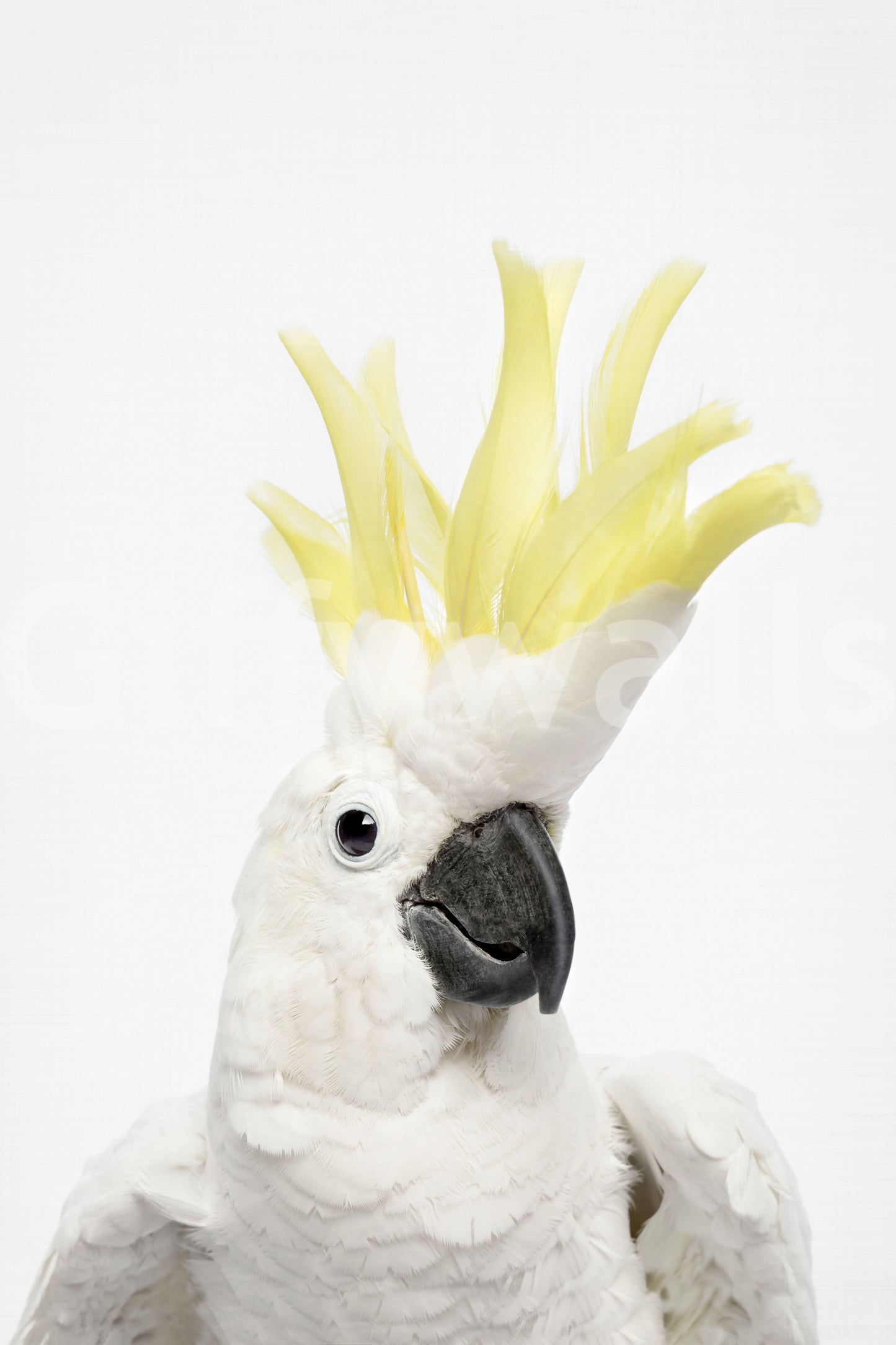 Bird and foliage wallpaper for vibrant spaces