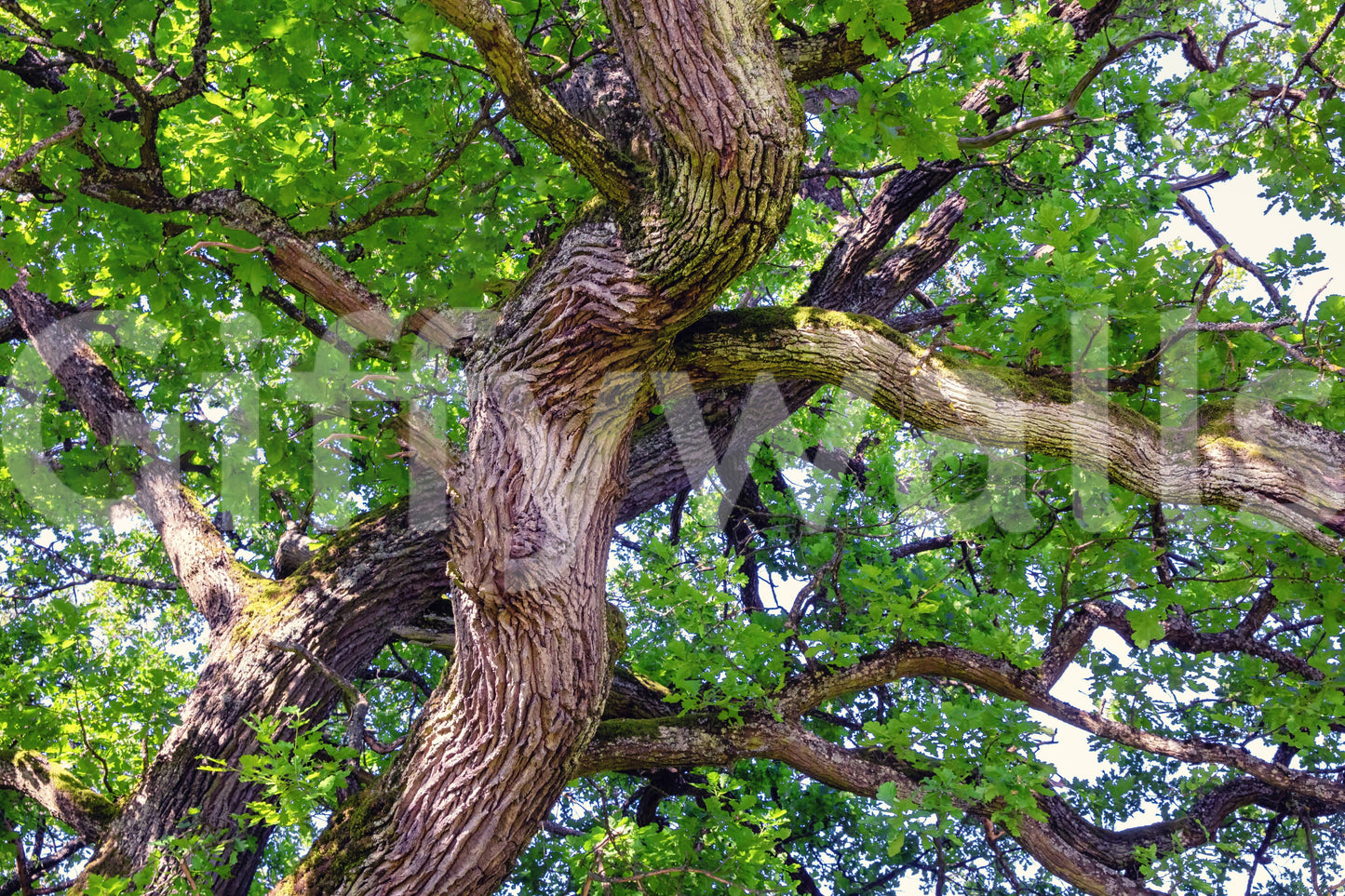 Organic textures wallpaper for walls