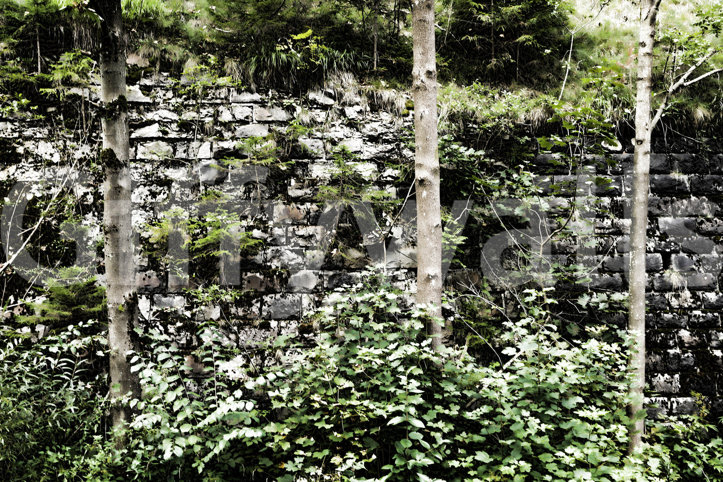 Overgrown Serenity: Nature's Embrace of Abandoned Stone Walls Wall Mural