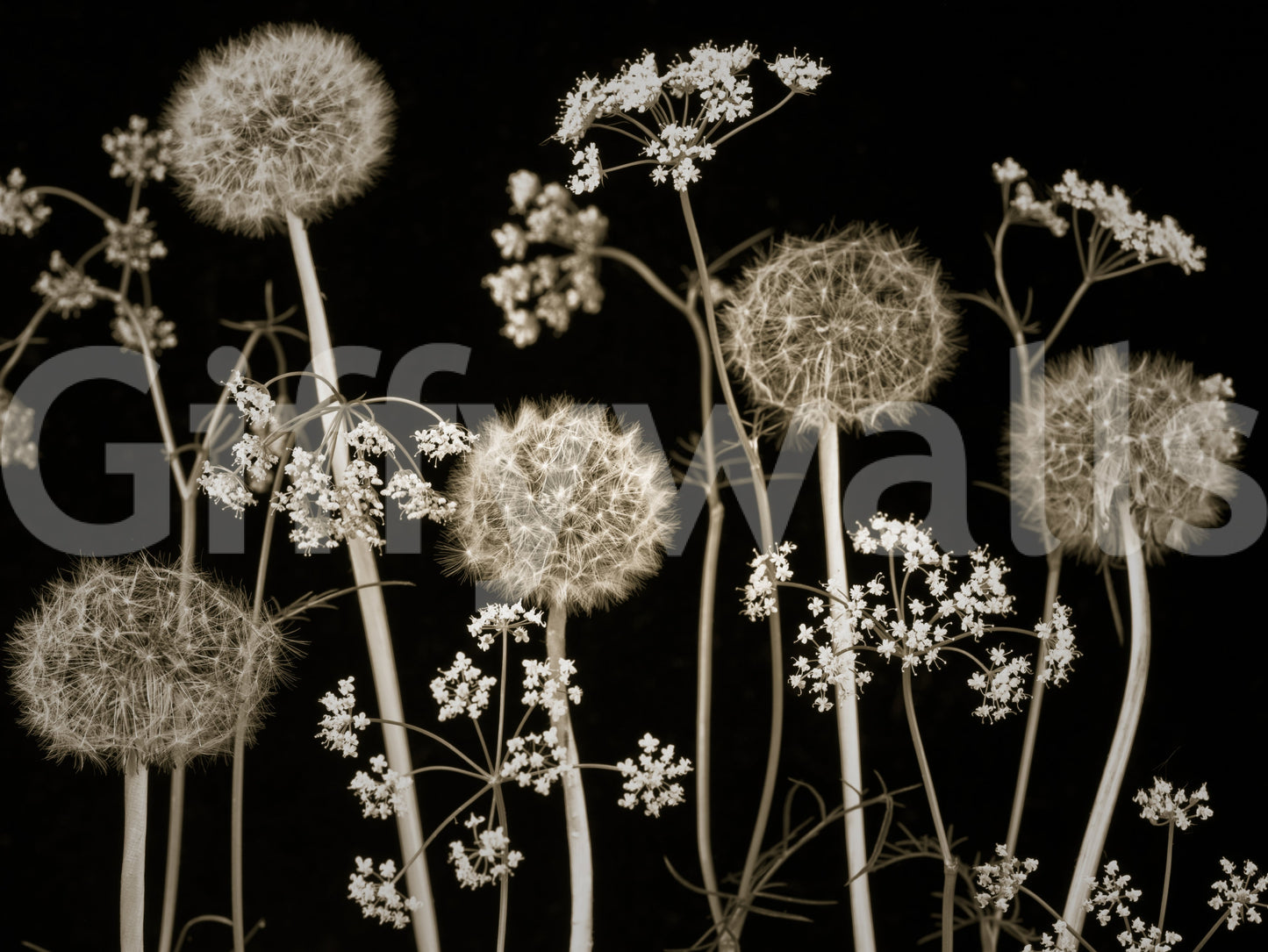 Wall decor evoking the quiet poetry of nature.