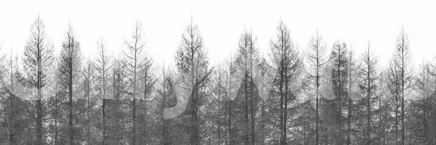 Winter's Edge Wall Mural