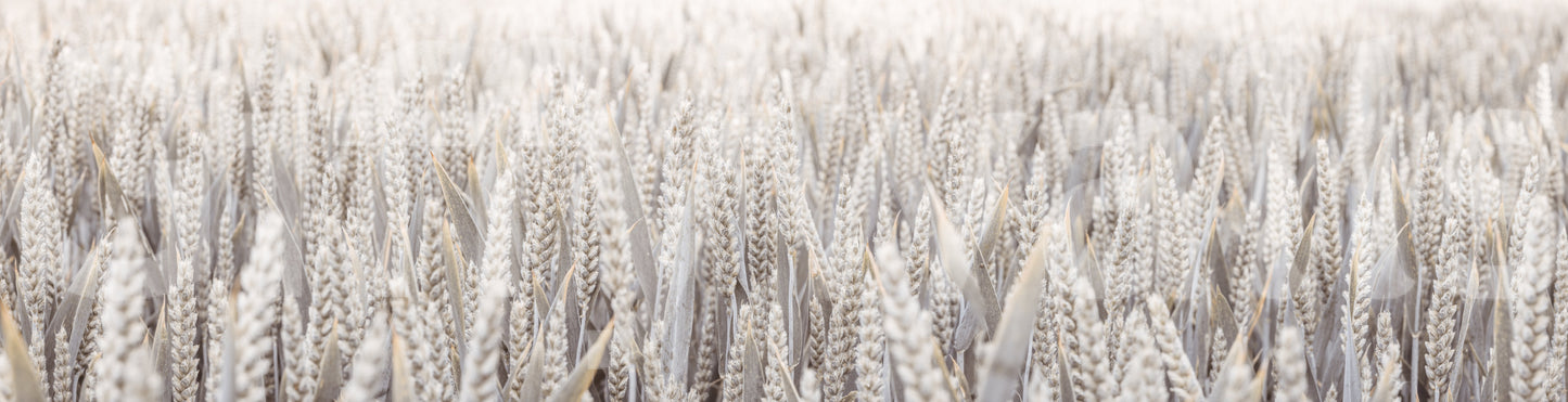 simple and natural wall art