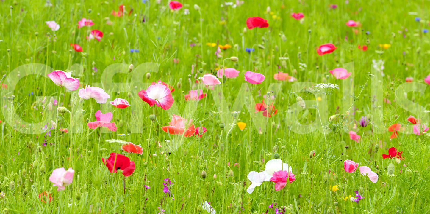 vibrant flowers on a wall