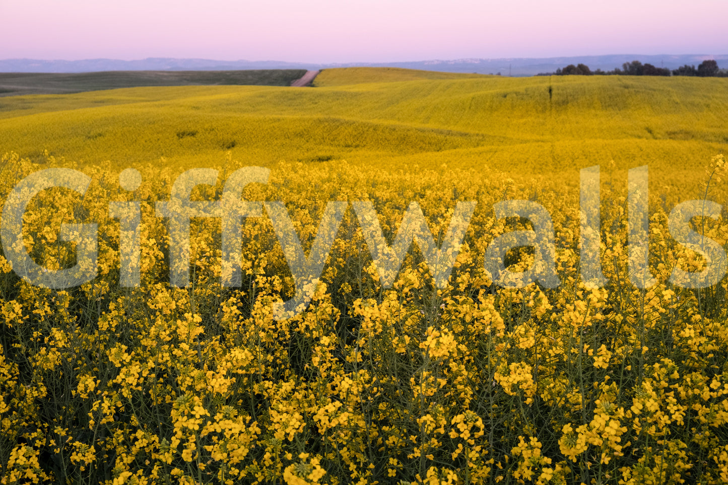 Captures the essence of a sun-drenched floral landscape.