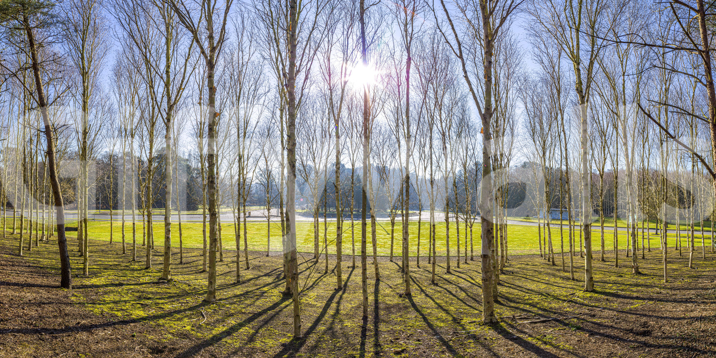 The view is from a central point in the forest.