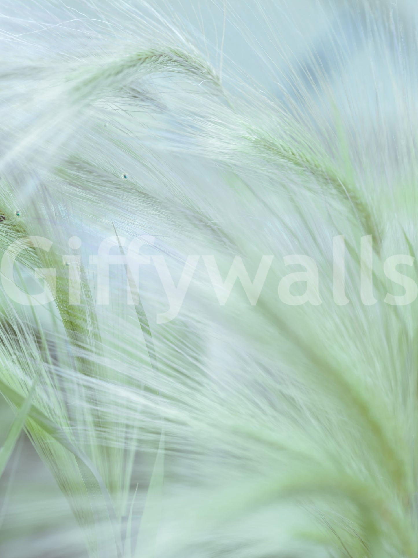 The wallpaper has a smooth, non-reflective matte finish.