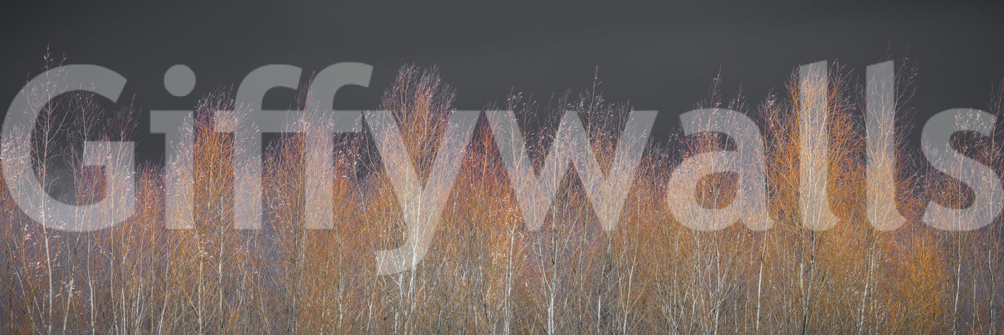 It gives the illusion of a window looking out onto a beautiful forest.