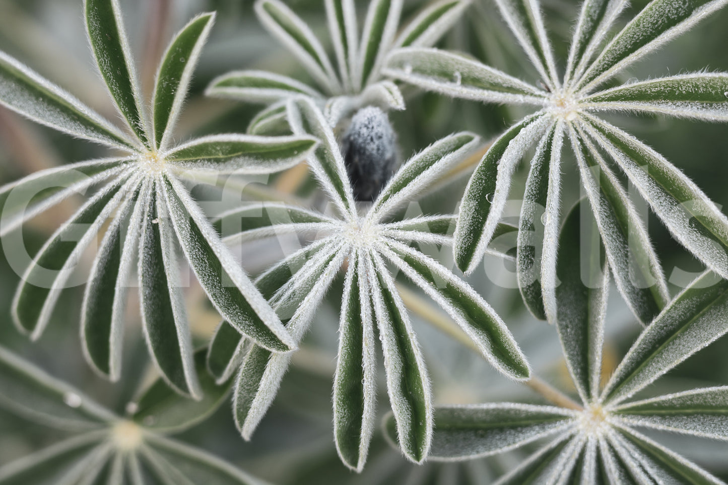 A detail of the warm tones in the flowers and greenery.