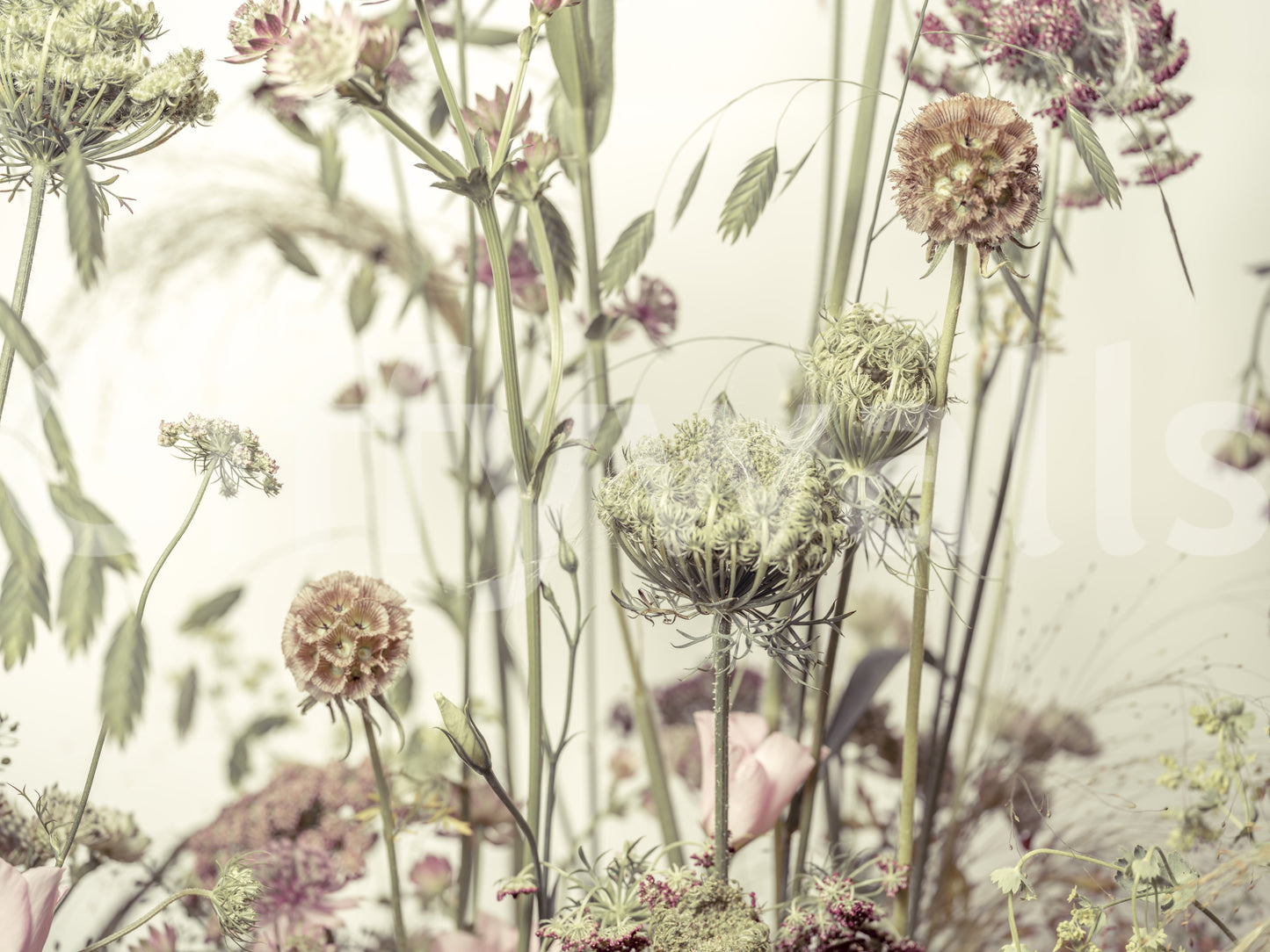 A high-quality serene field wall mural for walls.